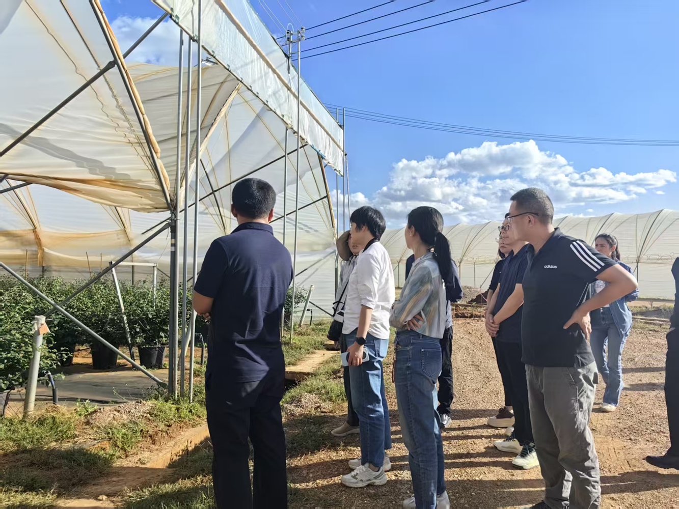 1761548813450007702.jpg 祥云 蓝莓基地_副本.jpg